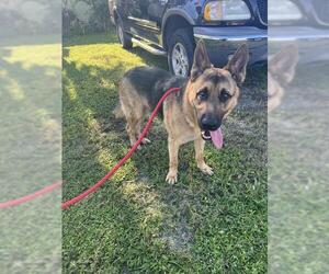 Medium German Shepherd Dog