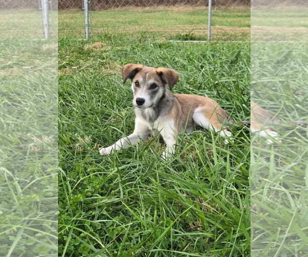 Medium Photo #1 Mutt Puppy For Sale in Columbus, IN, USA