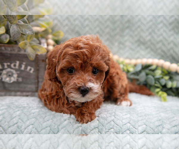 Medium Photo #3 Goldendoodle (Miniature) Puppy For Sale in SHIPSHEWANA, IN, USA