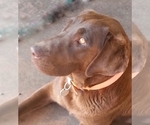 Small Photo #1 Labrador Retriever Puppy For Sale in EAGLE ROCK, MO, USA