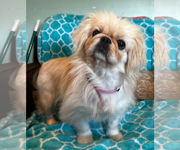 Medium Photo #4 Pekingese Puppy For Sale in Pacolet, SC, USA