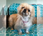 Small #3 Pekingese
