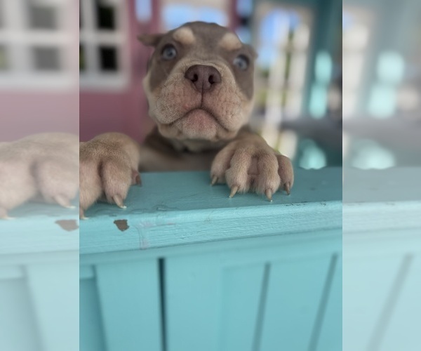 Medium Photo #16 American Bully Puppy For Sale in BROCKTON, MA, USA