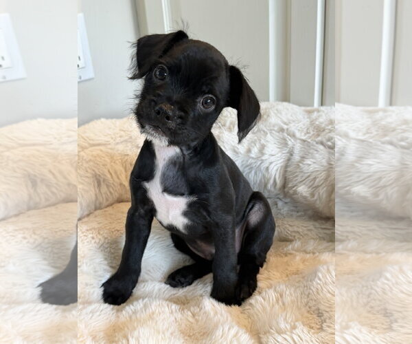 Medium Photo #1 Chihuahua-Unknown Mix Puppy For Sale in St. Louis Park, MN, USA