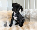 Small Chihuahua Mix