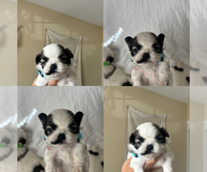 Shih Tzu Puppy for sale in EXETER, CA, USA