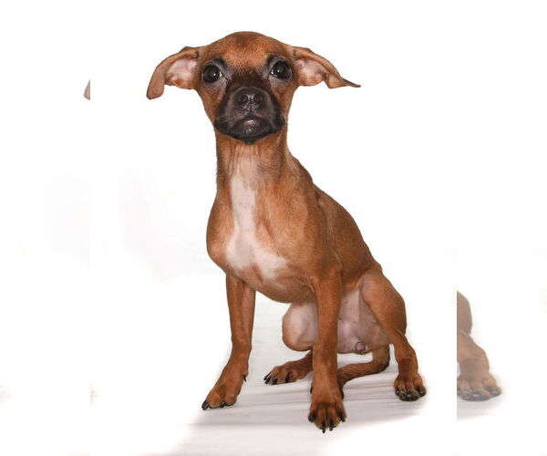 Medium Photo #2 Chipin Puppy For Sale in Oakland Park, FL, USA