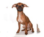 Small #1 Mutt