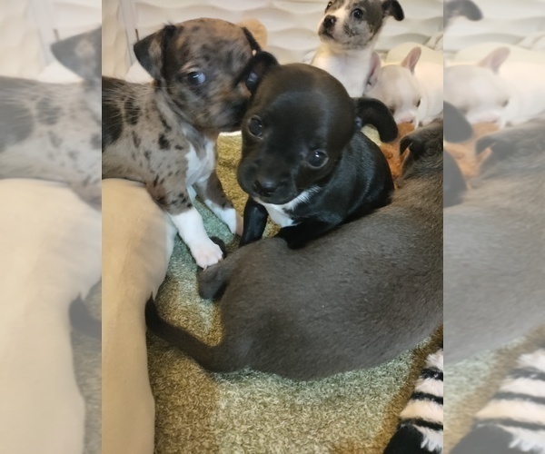 Medium Photo #1 French Bullhuahua Puppy For Sale in FT MYERS, FL, USA