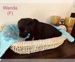 Small Photo #2 Labrador Retriever Puppy For Sale in TUMWATER, WA, USA