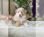 Small Photo #26 Australian Shepherd Puppy For Sale in WESLEY CHAPEL, FL, USA