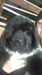 Small Photo #1 Newfoundland Puppy For Sale in BLISS, NY, USA