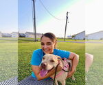Small #38 American Pit Bull Terrier Mix