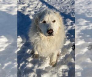 Great Pyrenees Dogs for adoption in Hamilton, MT, USA