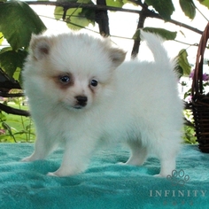 Pomeranian Puppy for sale in GAP, PA, USA