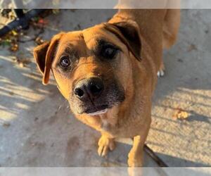 Shepradors Dogs for adoption in Tulsa, OK, USA