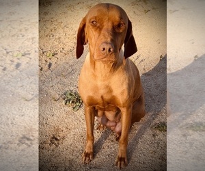 Mother of the Vizsla puppies born on 03/26/2026