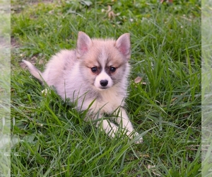 Pomeranian Puppy for sale in BARNESVILLE, KS, USA