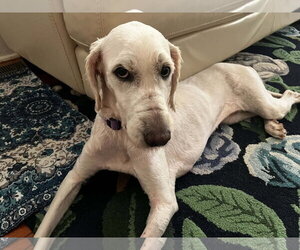 Pyredoodle Dogs for adoption in Holly Springs, NC, USA