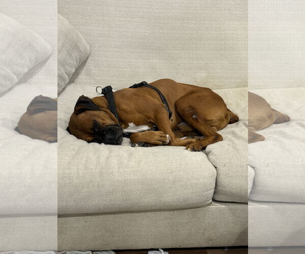 Medium Photo #5 Boxer Puppy For Sale in  Katy, TX, USA