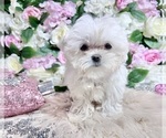 Small #31 Maltese