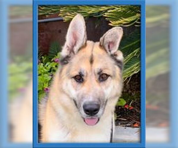 Medium Photo #1 German Shepherd Dog Puppy For Sale in San Diego, CA, USA