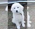 Small #7 Great Pyrenees