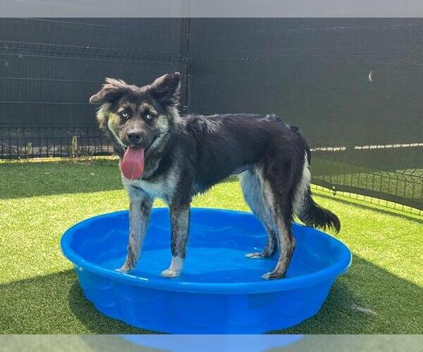 Medium Photo #1 Australian Shepherd-Unknown Mix Puppy For Sale in Orange, CA, USA