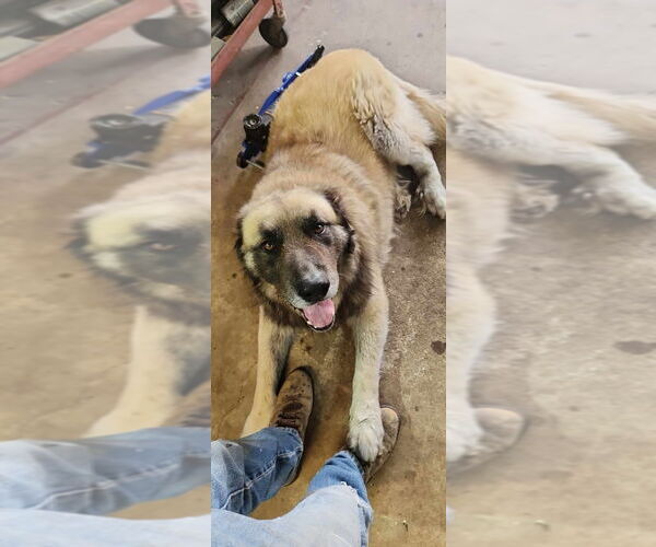 Medium Photo #8 Leonberger-Unknown Mix Puppy For Sale in Bullard, TX, USA