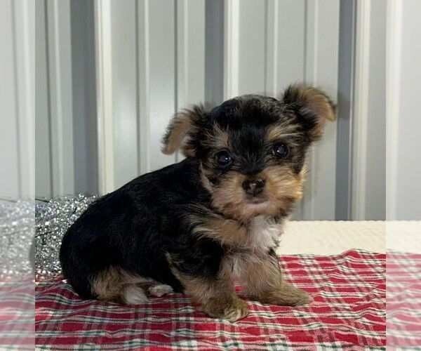 Medium Photo #3 Yorkshire Terrier Puppy For Sale in FREDONIA, PA, USA