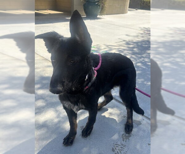 Medium Photo #1 German Shepherd Dog Puppy For Sale in Riverside, CA, USA