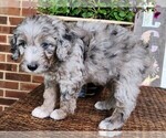 Small #7 Aussiedoodle