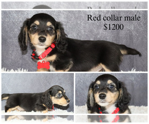 Dachshund Puppy for sale in INDEPENDENCE, IA, USA