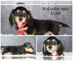 Image preview for Ad Listing. Nickname: Red collar