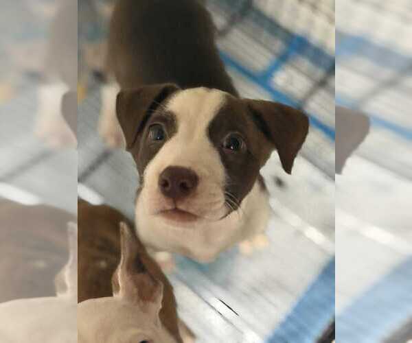 Medium Photo #5 American Pit Bull Terrier-Unknown Mix Puppy For Sale in New York, NY, USA