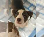 Small #4 American Pit Bull Terrier Mix