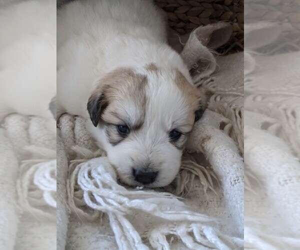 Medium Photo #29 Great Pyrenees Puppy For Sale in FALCON, CO, USA
