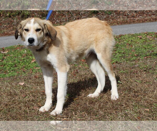 Medium Photo #2 Great Pyrenees-Unknown Mix Puppy For Sale in Prattville, AL, USA