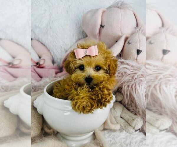 Medium Photo #21 Maltipoo Puppy For Sale in MIAMI BEACH, FL, USA