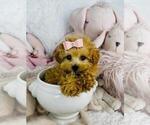 Small #20 Maltipoo