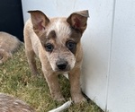 Puppy Puppy 5 Orange Australian Cattle Dog