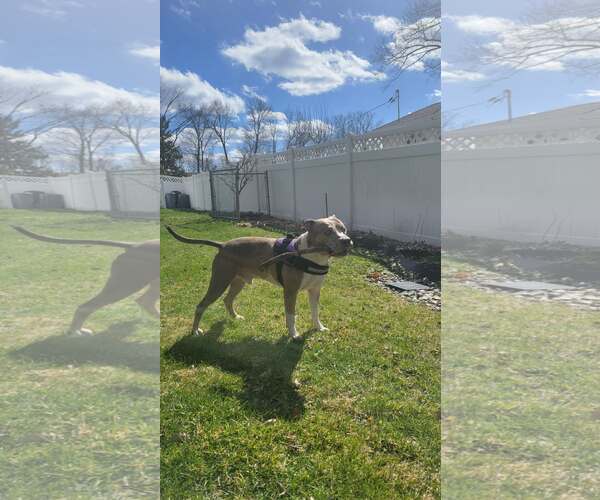 Medium Photo #5 Mutt Puppy For Sale in Westwood, NJ, USA