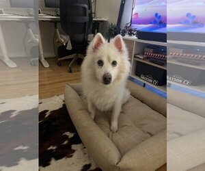 American Eskimo Dog Dogs for adoption in Pikesville, MD, USA