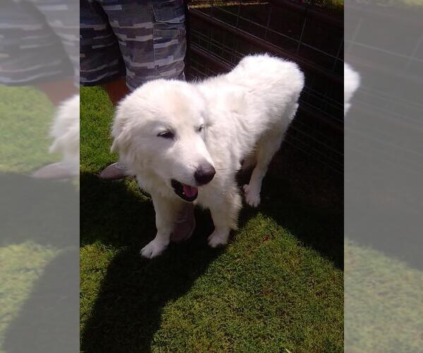 Medium Photo #4 Great Pyrenees Puppy For Sale in Spring, TX, USA