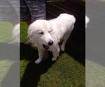 Small #3 Great Pyrenees