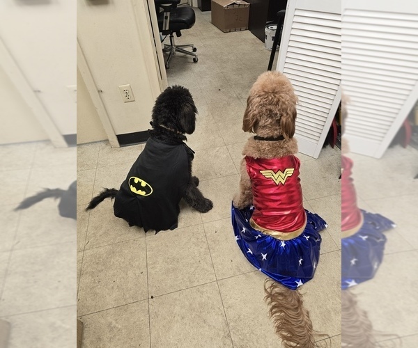 Medium Photo #6 Doodle-Goldendoodle Mix Puppy For Sale in WESTON, FL, USA
