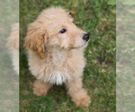 Small Photo #8 Goldendoodle Puppy For Sale in BAY VIEW, WI, USA