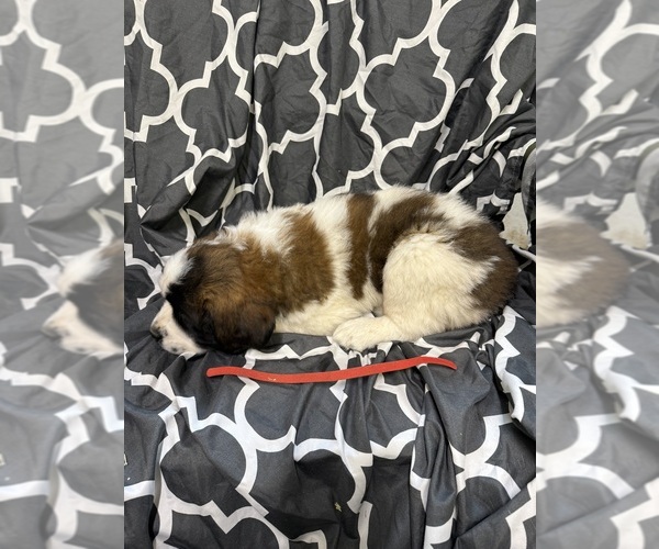 Medium Photo #5 Saint Bernard Puppy For Sale in DELPHI, IN, USA