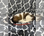 Small #4 Saint Bernard