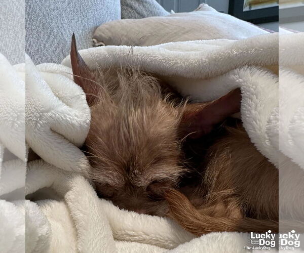 Medium Photo #7 Chihuahua-Unknown Mix Puppy For Sale in Washington, DC, USA